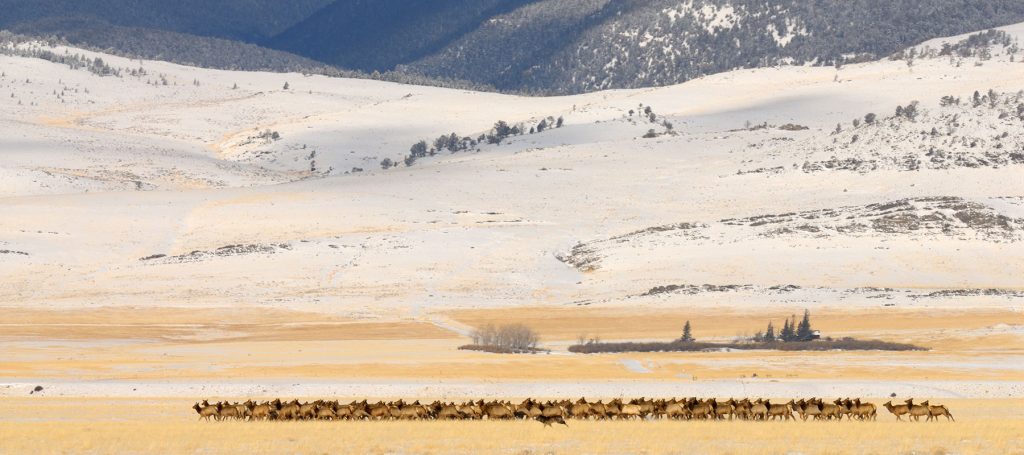 Western Landowners Alliance Mlharing Elk Herd Western Landowners Alliance