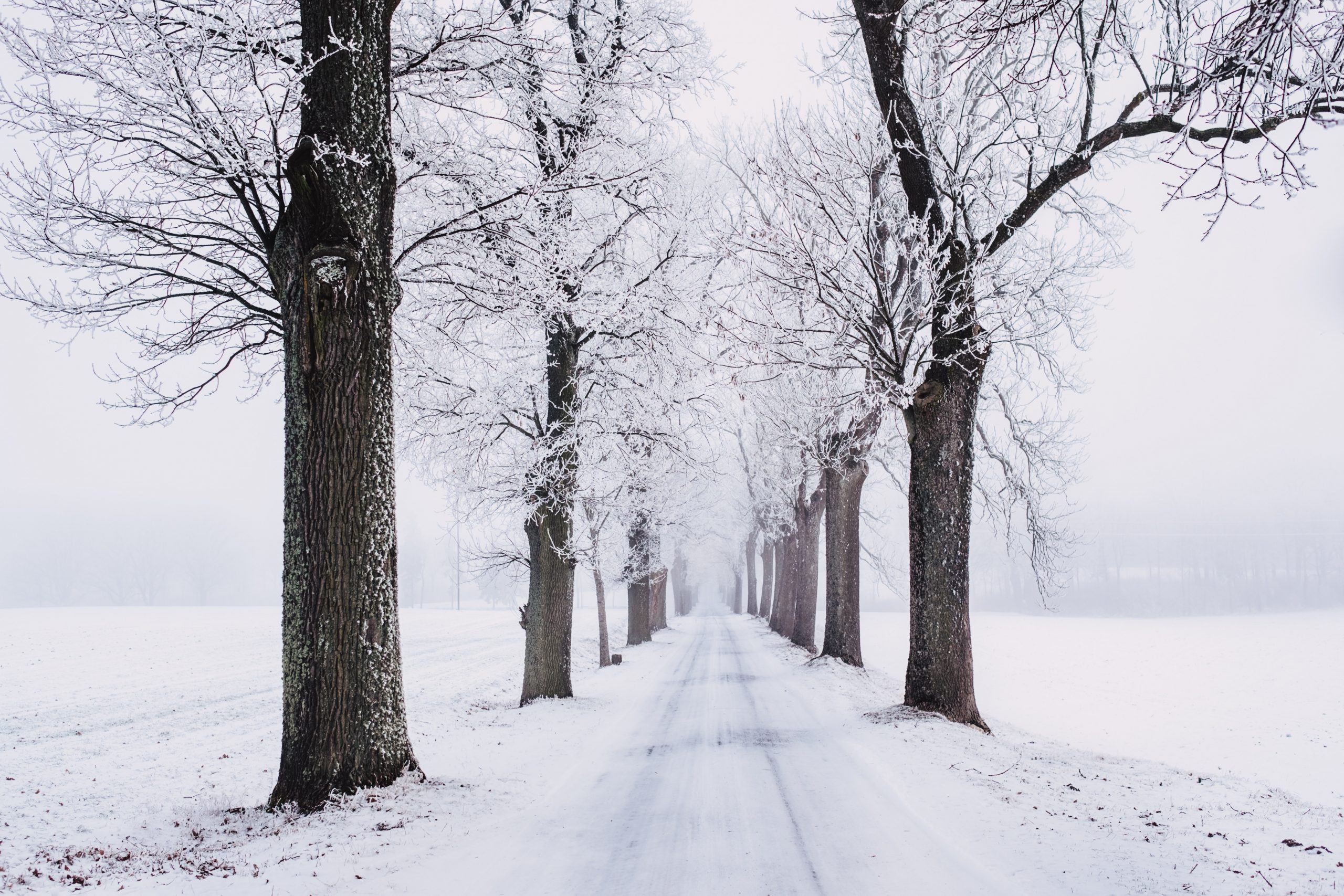 snowy-pathway-surrounded-by-bare-tree-839462