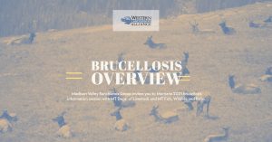 MVRG Brucellosis Event (1)