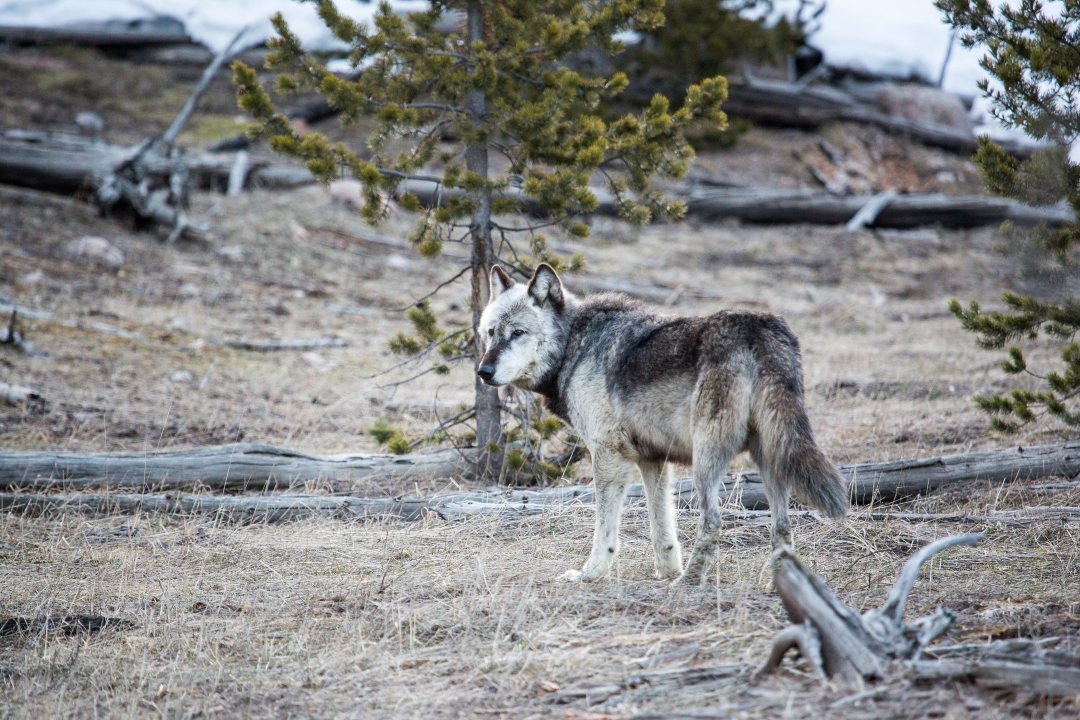 WWU wolf-web