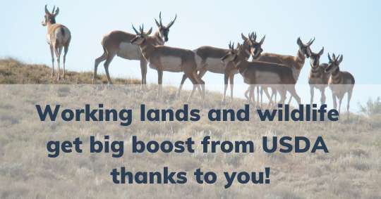 Working lands and wildlife get big boost from USDA thanks to your support!