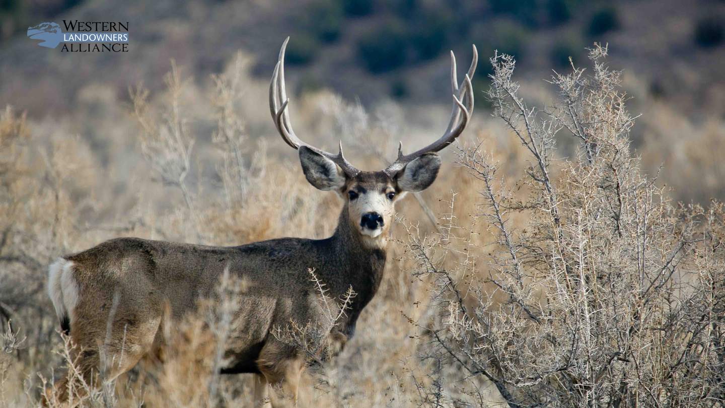 Mule Deer Migration Marker Bill
