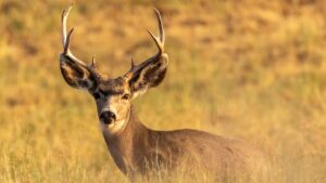 Mule deer buck stands in a field.