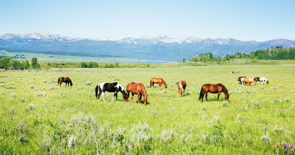 Montana