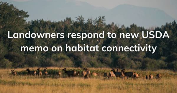 Elk on Working Ranch in Montana (1)