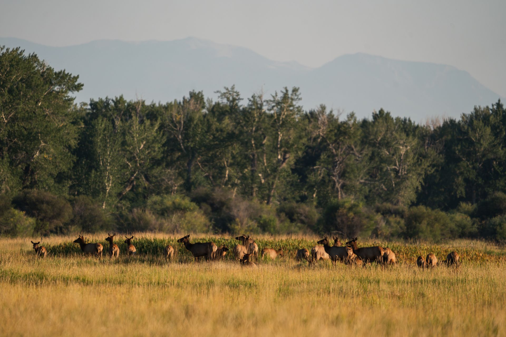 Elk on Working Ranch in Montana