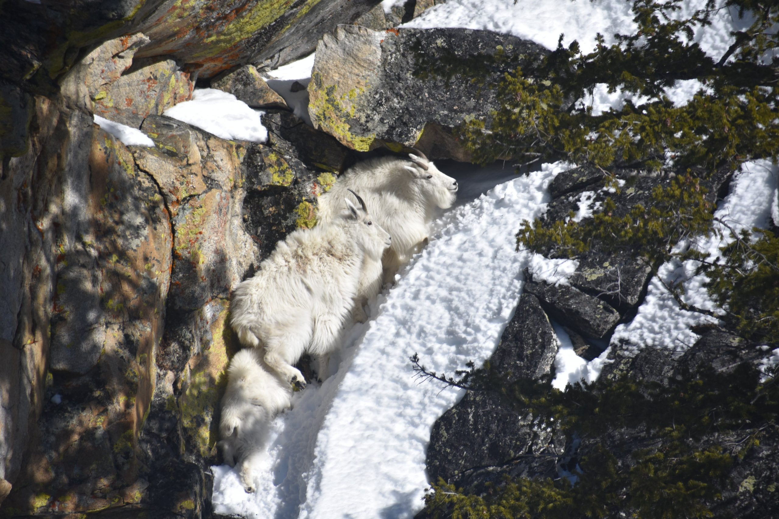 Goats from the Montana Chapter of the Wildlife Society