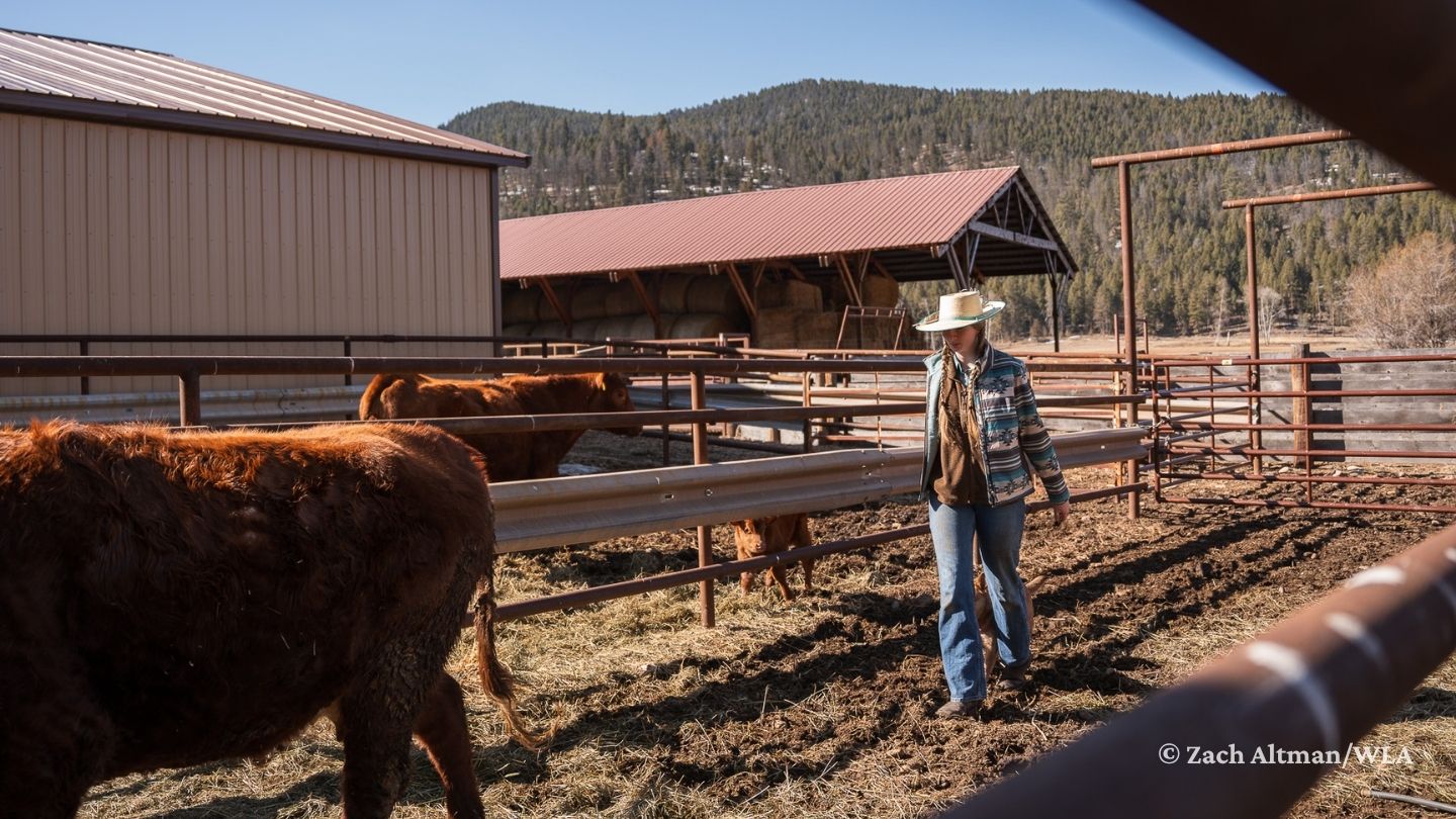 A woman walks through a cattle pen with brown cows and a calf in it, with mountains and a hay barn in the background.