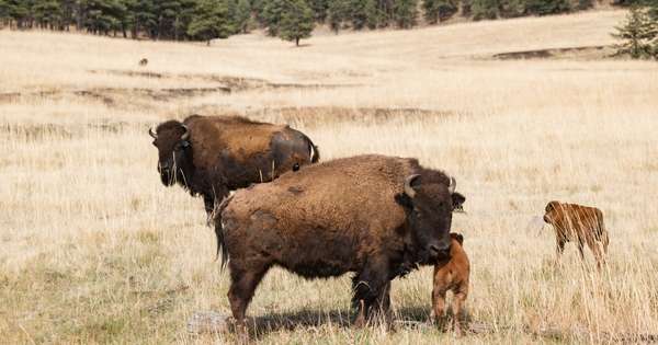 Bison that are part of a conservation herd graze at Vermejo Park Ranch in New Mexico. Photo by Zach Altman.