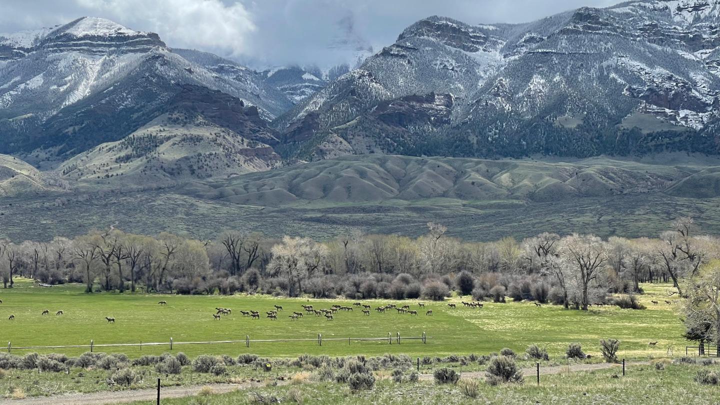 Elk graze on private ranch land in Wyoming