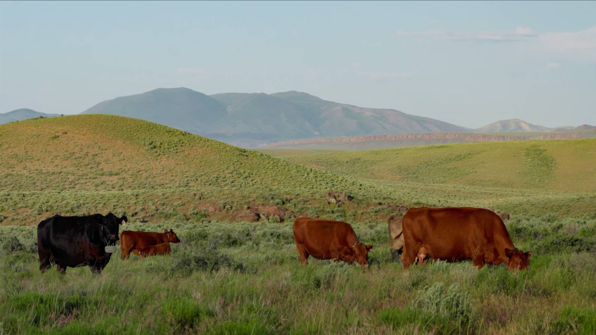 Cattle graze on federal land in Nevada, in this still from the film "Against the Herd" by Jaxon Derow.