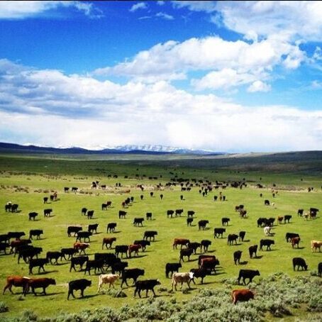 JJ_ranch_cattle