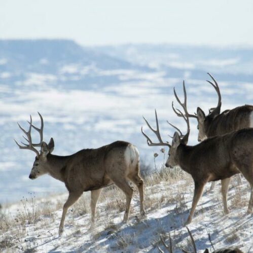 Mule deer herd on Green Mountain Colorado